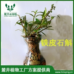 蔬鲜绿植礼品